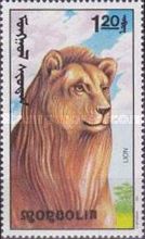 Lion (Panthera leo)