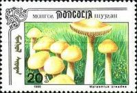 Marasmius oreades.