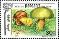 Boletus luridus