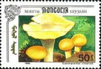 Cantharellus cibarius