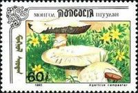 Field Mushroom (Agaricus Campester)