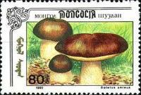 Boletus aereus