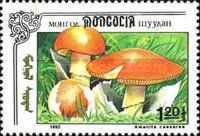 Amanita caesarea