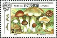 Tricholoma terreum.