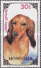 Long-haired Dachshund (Canis lupus familiaris)
