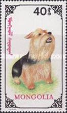 Yorkshire-Terrier (Canis lupus familiaris)