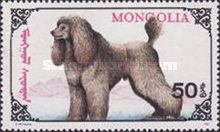 Royal Poodle (Canis lupus familiaris)