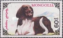 English Springer Spaniel (Canis lupus familiaris)