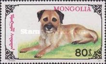 Leonberger (Canis lupus familiaris)