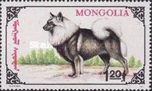 Wolfspitz (Canis lupus familiaris)