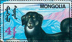 Sheepdog (Canis lupus familiaris)
