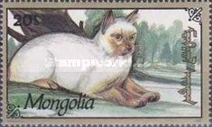 Domestic Cat (Felis silvestris catus)