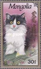 Domestic Cat (Felis silvestris catus)