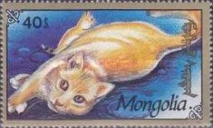 Domestic Cat (Felis silvestris catus)