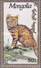 Domestic Cat (Felis silvestris catus)