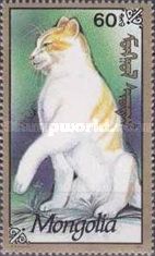 Domestic Cat (Felis silvestris catus)