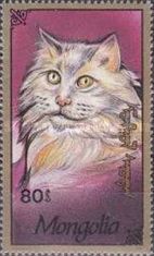 Domestic Cat (Felis silvestris catus)