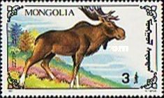 Male Moose (Alces alces)