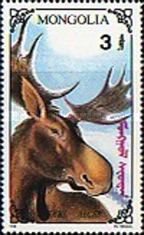 Male Moose (Alces alces) close-up