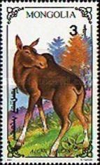 Female Moose (Alces alces) close-up