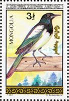 Oriental Magpie (Pica serica)
