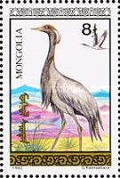 Demoiselle Crane (Grus virgo)