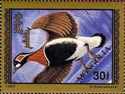 Red-breasted Goose (Branta ruficollis)