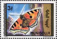 Small Tortoiseshell (Aglais urticae)