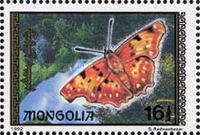 Large Tortoiseshell (Nymphalis polychloros)