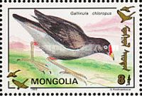 Eurasian Moorhen (Gallinula chloropus)