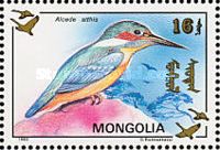 Common Kingfisher (Alcedo atthis)