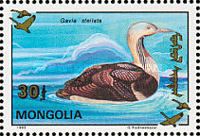 Pacific Loon (Gavia pacifica)