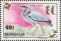 Grey Heron (Ardea cinerea)