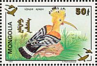 Eurasian Hoopoe (Upupa epops)