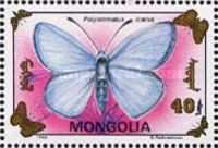 Common Blue (Polyommatus icarus)