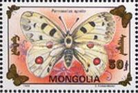 Apollo (Parnassius apollo)