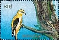 Golden Oriole (Oriolus oriolus)