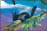 Eurasian Red Squirrel (Sciurus vulgaris) - Dark ssp