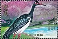 Black Stork (Ciconia nigra)