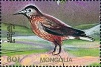 Brown bird