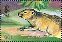 Tarbagan Marmot (Marmota sibirica)