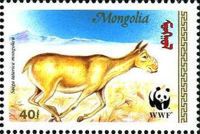 Mongolian Saiga (Saiga tatarica mongolica)