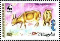 Mongolian Saiga (Saiga tatarica mongolica)