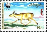 Mongolian Saiga (Saiga tatarica mongolica)