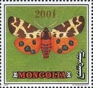 Garden Tiger Moth (Arctia caja)