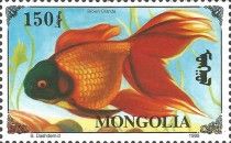 Brown Oranda (Carassius gibelio forma auratus)