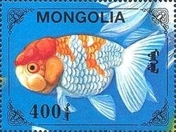 Carassius auratus auratus