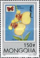 Brown Hairstreak (Thecla betulae), Broad Pseudobulb Oncidium