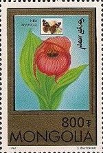 Cypripedium macranthos var. hoteiasumorianum