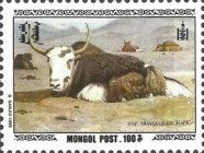 Domestic Yak (Bos grunniens)